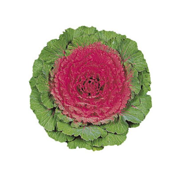 紅鏡 1000粒 葉牡丹 ハボタン はぼたん【石井育種場 種 たね タネ】【通常5倍 5のつく日はポ...