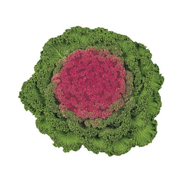 赤ずきん1号  1000粒 葉牡丹 ハボタン はぼたん【石井育種場 種 たね タネ】【通常5倍 5の...