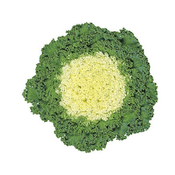 白ずきん1号  1000粒 葉牡丹 ハボタン はぼたん【石井育種場 種 たね タネ】【通常5倍 5の...