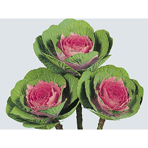 紅寿  1000粒 葉牡丹 ハボタン はぼたん【石井育種場 種 たね タネ】【通常5倍 5のつく日は...