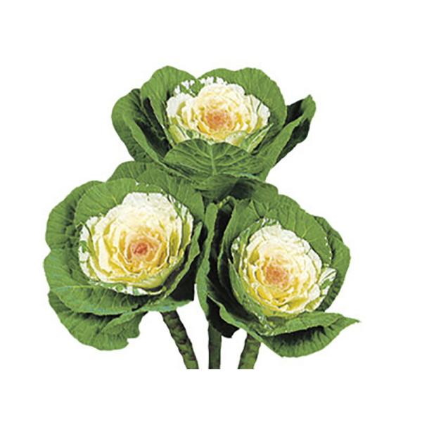 白寿  1000粒 葉牡丹 ハボタン はぼたん【石井育種場 種 たね タネ】【通常5倍 5のつく日は...