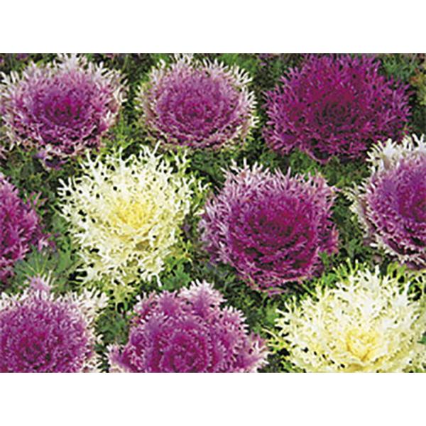 ハーモニー  1000粒 葉牡丹 ハボタン はぼたん【石井育種場 種 たね タネ】【通常5倍 5のつ...