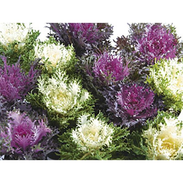 リアス  1000粒 葉牡丹 ハボタン はぼたん【石井育種場 種 たね タネ】【通常5倍 5のつく日...