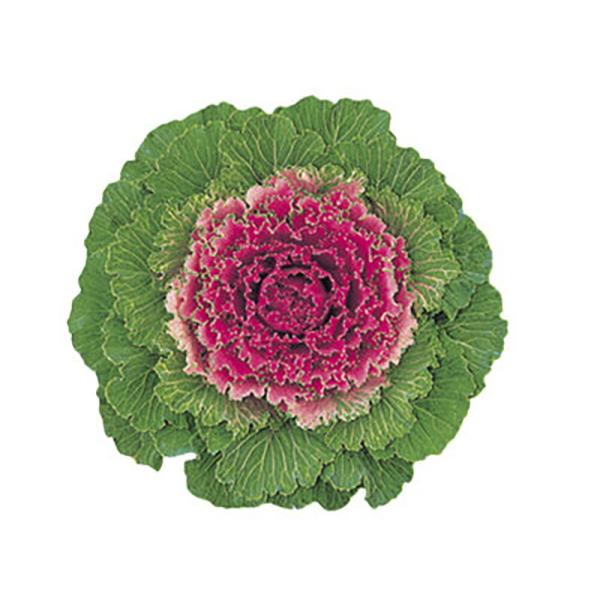 紅霧  1000粒 葉牡丹 ハボタン はぼたん【石井育種場 種 たね タネ】【通常5倍 5のつく日は...