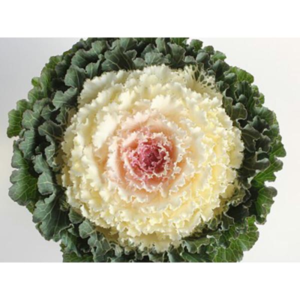 白霧  1000粒 葉牡丹 ハボタン はぼたん【石井育種場 種 たね タネ】【通常5倍 5のつく日は...