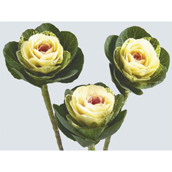 スノーブライト  1000粒 葉牡丹 ハボタン はぼたん【石井育種場 種 たね タネ】【通常5倍 5...