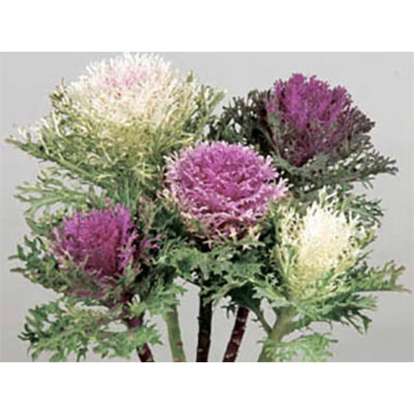 アンサンブル  1000粒 葉牡丹 ハボタン はぼたん【石井育種場 種 たね タネ】【通常5倍 5の...