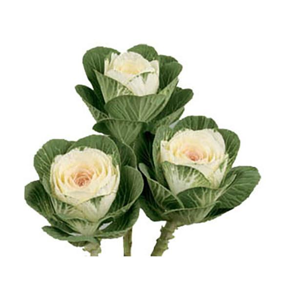 エアリー 1000粒 葉牡丹 ハボタン はぼたん【石井育種場 種 たね タネ】【通常5倍 5のつく日...