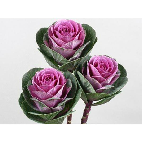 ブライトローズ 1000粒 葉牡丹 ハボタン はぼたん【石井育種場 種 たね タネ】【通常5倍 5の...