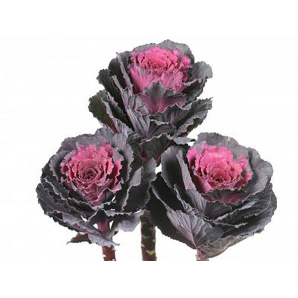 エレガンス 1000粒 葉牡丹 ハボタン はぼたん【石井育種場 種 たね タネ】【通常5倍 5のつく...