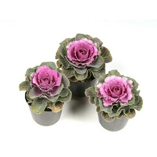 サニーデイ 1000粒 葉牡丹 ハボタン はぼたん【石井育種場 種 たね タネ】【通常5倍 5のつく...