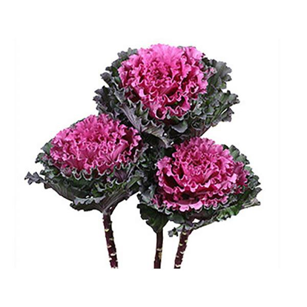 ファーストレディ 1000粒 葉牡丹 ハボタン はぼたん【石井育種場 種 たね タネ】【通常5倍 5...