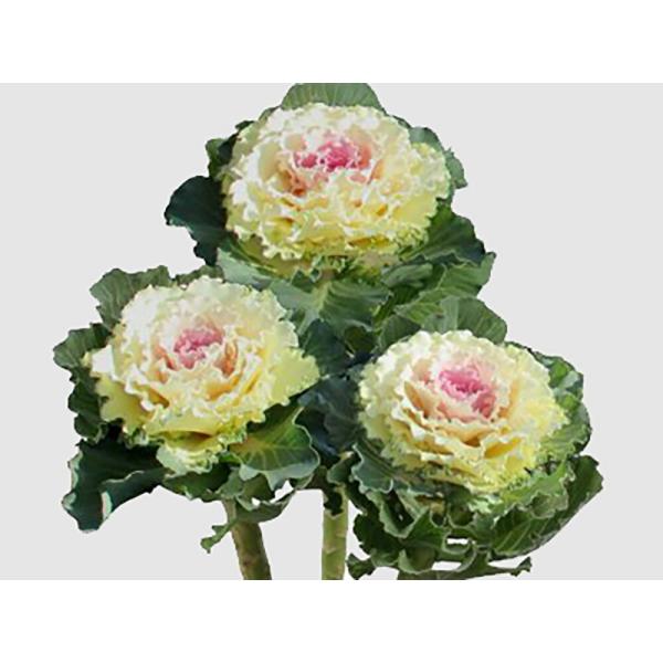 ホワイトレディimp. 1000粒 葉牡丹 ハボタン はぼたん【石井育種場 種 たね タネ】【通常5...