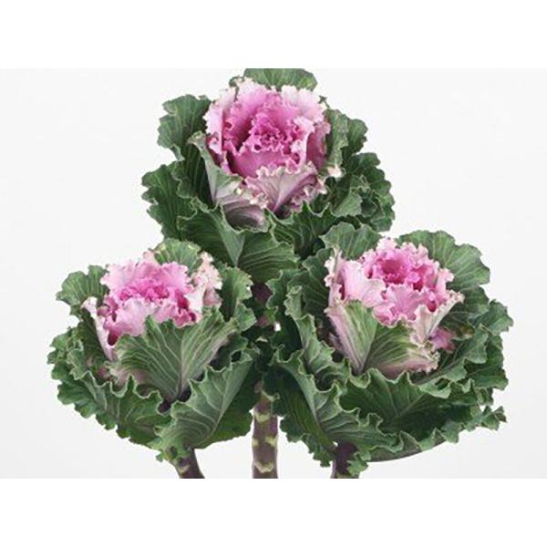 ピーチレディ 1000粒 葉牡丹 ハボタン はぼたん【石井育種場 種 たね タネ】【通常5倍 5のつ...