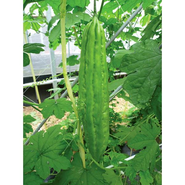 キン肉ゴーヤマン 100粒 ニガウリ にがうり 苦瓜【小林種苗 種 たね タネ】【通常5倍 5のつく...