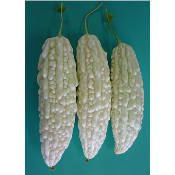 バニラキッズ 100粒 ニガウリ にがうり 苦瓜【小林種苗 種 たね タネ】【通常5倍 5のつく日は...