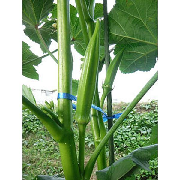 かこみどり 1L オクラ おくら 【小林種苗 種 たね タネ】【通常5倍 5のつく日はポイント10倍...