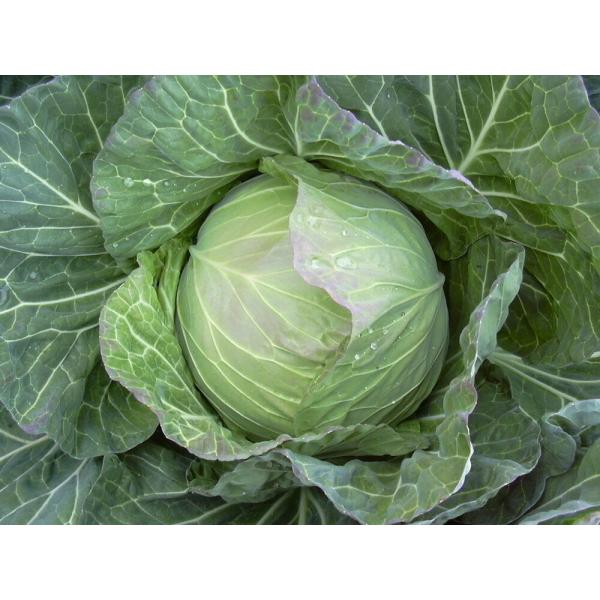 耐寒春エース 20ml キャベツ【小林種苗 種 たね タネ】【通常5倍 5のつく日はポイント10倍】