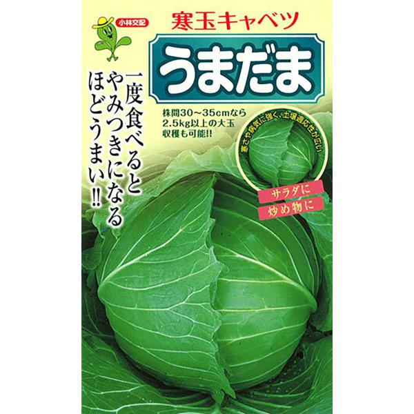 うまだま 2000粒 キャベツ【小林種苗 種 たね タネ】【通常5倍 5のつく日はポイント10倍】