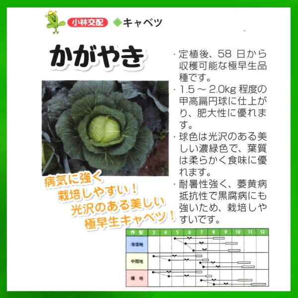 かがやき 2000粒 キャベツ【小林種苗 種 たね タネ】【通常5倍 5のつく日はポイント10倍】