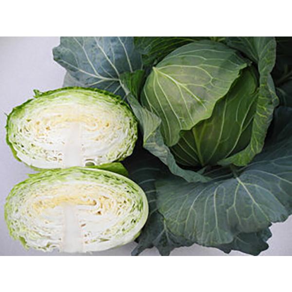 YR海舟 2000粒 キャベツ【小林種苗 種 たね タネ】【通常5倍 5のつく日はポイント10倍】