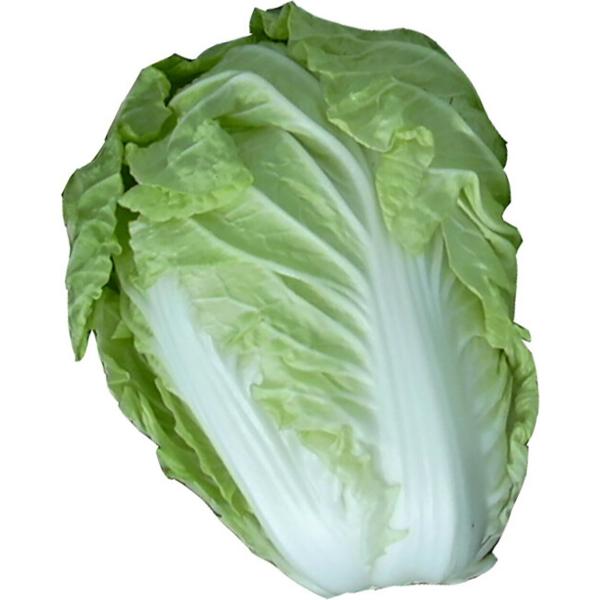 オリエンタル 20ml 白菜 ハクサイ はくさい【小林種苗 種 たね タネ】【通常5倍 5のつく日は...