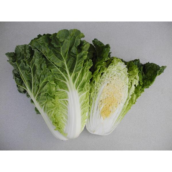 ふわっとグリーン 20ml 白菜 ハクサイ はくさい【小林種苗 種 たね タネ】【通常5倍 5のつく...