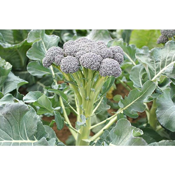 ワンカット 1000粒 ブロッコリー【小林種苗 種 たね タネ】【通常5倍 5のつく日はポイント10...