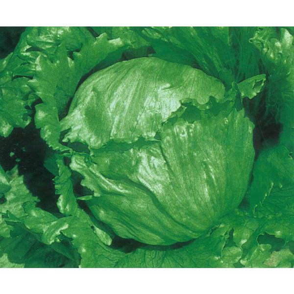 カサノバ 20ml レタス【小林種苗 種 たね タネ】【通常5倍 5のつく日はポイント10倍】