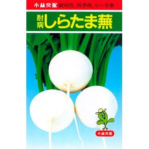 耐病しらたま 1dl かぶ カブ 蕪【小林種苗 種 たね タネ】【通常5倍 5のつく日はポイント10倍】｜jvsds