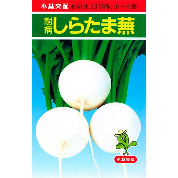 耐病しらたま 20ml かぶ カブ 蕪【小林種苗 種 たね タネ】【通常5倍 5のつく日はポイント1...