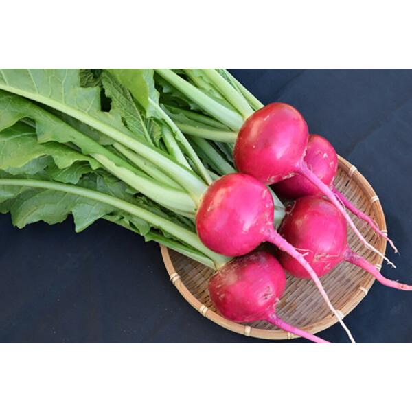 あかくら 20ml かぶ カブ 蕪【小林種苗 種 たね タネ】【通常5倍 5のつく日はポイント10倍...