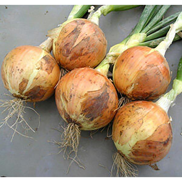 五郎丸 2dl 玉ねぎ たまねぎ 玉葱 タマネギ【小林種苗 種 たね タネ】【通常5倍 5のつく日は...