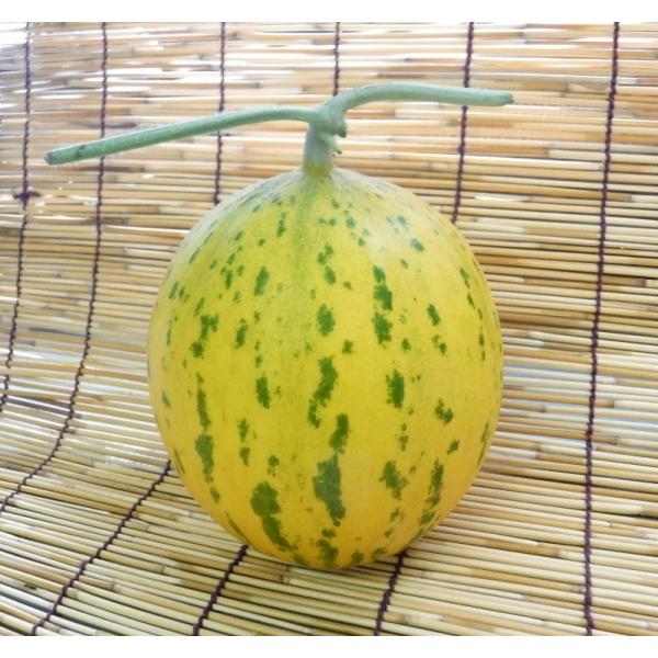 おてがるテンテン 100粒 めろん メロン 舐瓜【小林種苗 種 たね タネ】【通常5倍 5のつく日は...