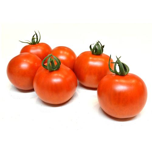 TYマリオ 1000粒トマト とまと 蕃茄【小林種苗 種 たね タネ】【通常5倍 5のつく日はポイン...