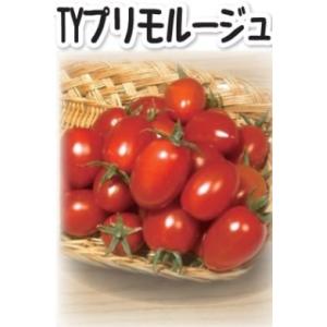 【2026年春だね 品質低下 ２０％増量対応】TYプリモルージュ 100粒 ミニトマト トマト【小林...