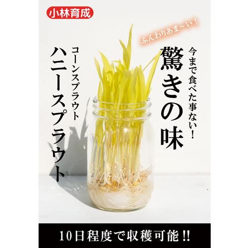 ハニースプラウト 1dl  スプラウト 小林育成 【小林種苗 種 たね タネ】【通常5倍 5のつく日...