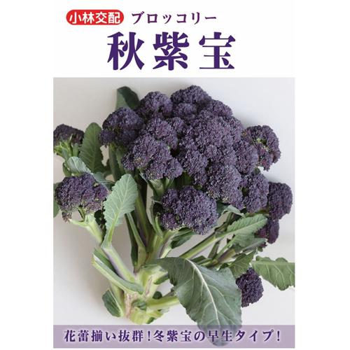 秋紫宝 1000粒 ブロッコリー【小林種苗 種 たね タネ】【通常5倍 5のつく日はポイント10倍】
