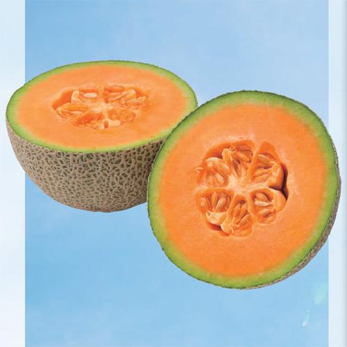 RM-84 100粒 めろん メロン 舐瓜【神田育種農場 種 たね タネ 】【通常5倍 5のつく日は...