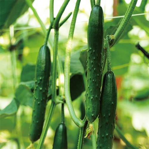 あすとろ 100粒 胡瓜 キュウリ きゅうり【久留米原種育成会 種 たね タネ】【通常5倍 5のつく...