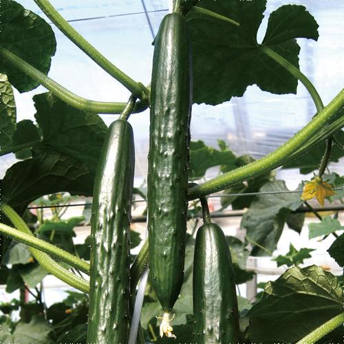 瑞帆 350粒 胡瓜 キュウリ きゅうり【久留米原種育成会 種 たね タネ】【通常5倍 5のつく日は...
