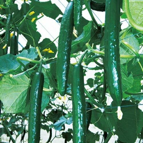 実多 100粒 胡瓜 キュウリ きゅうり【久留米原種育成会 種 たね タネ】【通常5倍 5のつく日は...