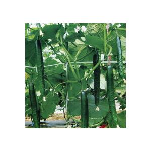 輝世紀 100粒 胡瓜 キュウリ きゅうり【久留米原種育成会 種 たね タネ】【通常5倍 5のつく日...