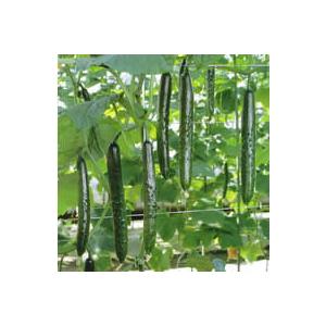 フレスコ100 350粒 胡瓜 キュウリ きゅうり【久留米原種育成会 種 たね タネ】【通常5倍 5...