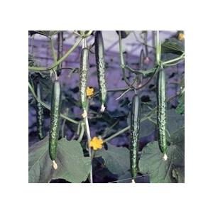 久輝 100粒 胡瓜 キュウリ きゅうり【久留米原種育成会 種 たね タネ】【通常5倍 5のつく日は...