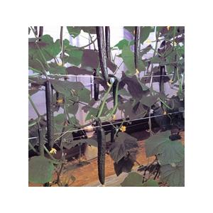 シルフィー 100粒 胡瓜 キュウリ きゅうり【久留米原種育成会 種 たね タネ】【通常5倍 5のつ...