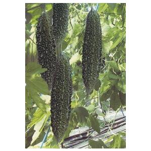 ゴーヤ節成 100粒 苦瓜 ゴーヤ ごーや ニガウリ にがうり【久留米原種育成会 種 たね タネ】【...