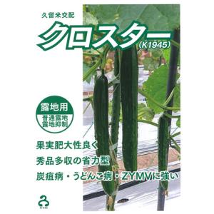 クロスター 100粒  胡瓜 キュウリ きゅうり【久留米原種育成会 種 たね タネ】【通常5倍 5のつく日はポイント10倍】｜全国種苗出荷センター