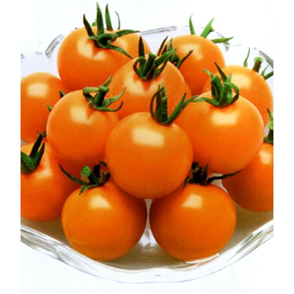オレンジパルチェ ベレット600粒 トマト とまと 蕃茄【カネコ種苗 種 たね タネ 】【通常5倍 ...