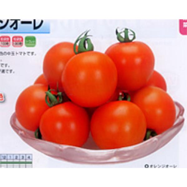 オレンジオーレ 1000粒 トマト とまと 蕃茄【カネコ種苗 種 たね タネ 】【通常5倍 5のつく...